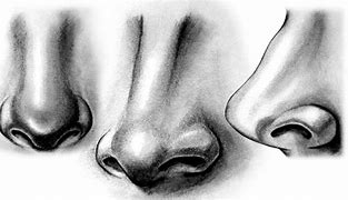 Image result for Sketch Books Nose