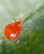 Image result for Predatory Mite Red