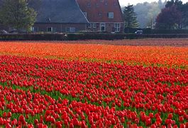 Image result for Holland Tulip Flower Festival