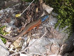 Image result for Blue-throated Keeled Lizard
