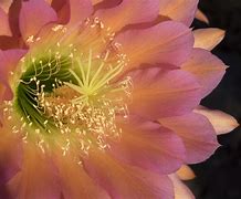 Image result for Red Torch Cactus