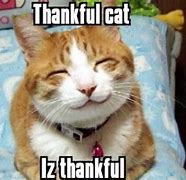 Image result for Thanksgiving Memes Funny Cat