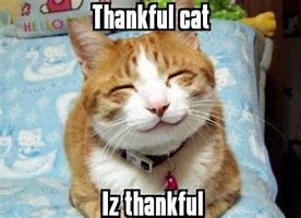 Image result for Sweater Cat Thanksgiving Funny