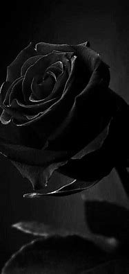 Image result for Black Rose Aesthetic