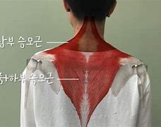 Image result for 승모근 Naver