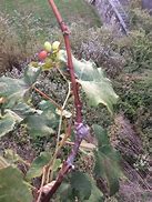 Image result for Grape Grafting