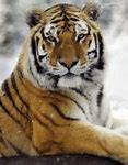 Image result for Siberian Tiger Hunting