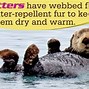 Image result for otters facts