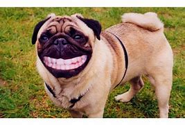Image result for Hilarious Pets