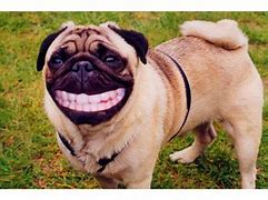 Image result for Funny Animal Desktop for Wallpaper Dog