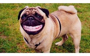 Image result for Weird but Funny Dogs