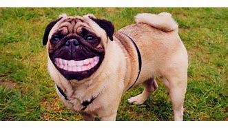 Image result for Funny Dog Desktop