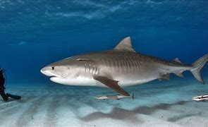 Image result for Tiger Shark Record
