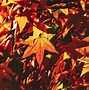 Image result for Autumn Leaves Wallpaper 4K
