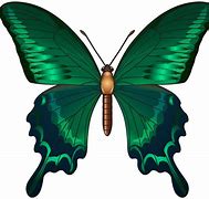 Image result for Butterfly Ladfin
