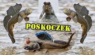 Image result for co_to_znaczy_zatoka_puck