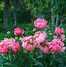 Image result for Paeonia lactiflora Bouquet Perfect