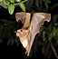Image result for Largets Bats