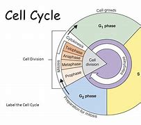 Image result for Cell Cycle Label