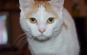 Image result for Turkish Roo Cat