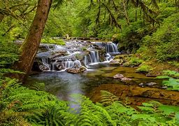 Image result for Trees Country Waterfall