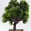 Image result for Karate Kid Bonsai Tree