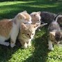 Image result for No Cat Meme