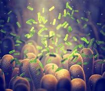 Image result for Gut Microbiome