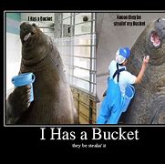 Image result for Seal Bucket Meme