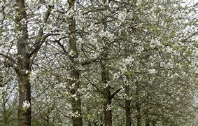 Image result for Prunus avium Kernielse Zwarte