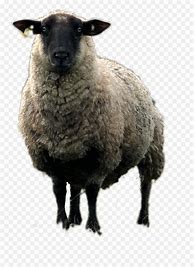 Image result for Android Sheep Emoji