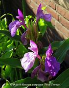 Image result for Roscoea purpurea Twin Towers