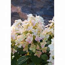 Image result for Hydrangea paniculata Tickled Pink