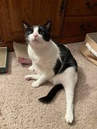 Image result for Cute Chonky Cat