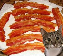 Image result for Bacon Cat