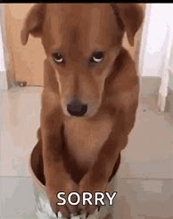 Image result for No Apology GIF