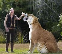 Image result for biggest cats ever