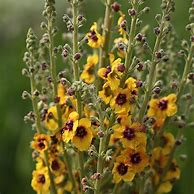 Image result for Verbascum Cotswold Queen