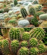 Image result for Cactus Variety