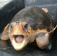 Image result for Tortoise Shock Meme