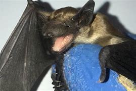 Image result for Bats in Massachusetts