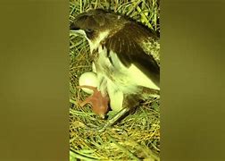Image result for Gouldian Finch Nest Box