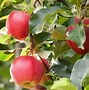 Image result for Red Apple Cartoon