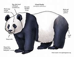Image result for Giant Panda Body Parts