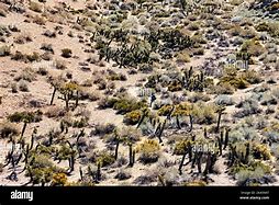 Image result for Ridgecrest CA Desert