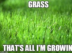 Image result for Grass Laughing Meme