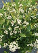 Image result for Aronia melanocarpa REVONTULI HEDGER