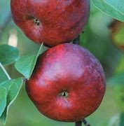 Image result for Novamac Apple Tree