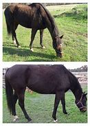 Image result for Thoroughbred Before and After Racing