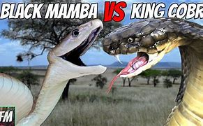 Image result for Black Mamba vs King Cobra Snake